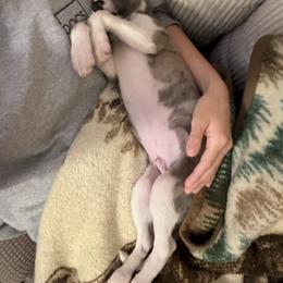 Whippet Puppies from Hertzog  Whippets