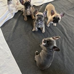 French Bulldog Puppies from A Cute Pair of Frenchies