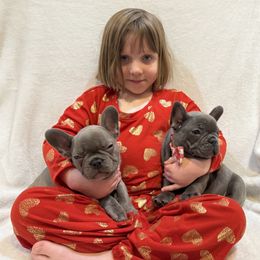 French Bulldog Puppies from Laurelwood Frenchies CA