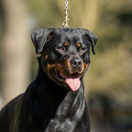 Jazz - Rottweiler