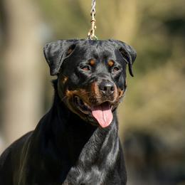 Jazz - Rottweiler