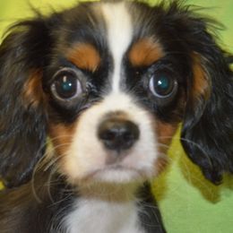 Ariana - Tri-color female Cavalier King Charles Spaniel puppy in Townville, South Carolina from Mid Lake Cavaliers