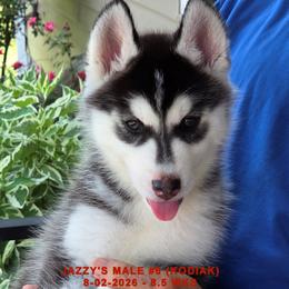 JAZZY'S MALE 6 - Black and white male Siberian Husky puppy in Manilla, Iowa from Bruck's Siberian Huskies