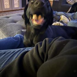 Bonnie - Black female Labrador Retriever puppy in Centerville, Pennsylvania from Ridgeline Retrievers