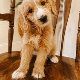 Goldendoodle Puppies from J+A Family Doodles