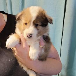 Liam - Sable merle and white male Shetland Sheepdog puppy in Altha, Florida from Hill Top Shelties