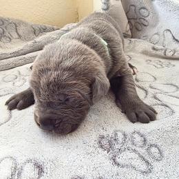 Teal collar - Gray brindle female Cane Corso puppy in Cottonport, Texas from Sweet Cane Corsos