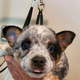 Eye patches - Blue speckled female Australian Cattle Dog puppy in Lenoir, North Carolina from Blue Coyote Ranch