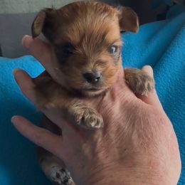Male Sable Yorkie - Tan male Yorkshire Terrier puppy in Des Moines, Iowa from Diamond Yorkshire Terriers