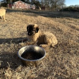 Anatolian Shepherd Dog and Havanese Puppies from Home with Havanese