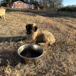 Anatolian Shepherd Dog and Havanese Puppies from Home with Havanese