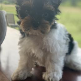Biewer Terrier, Cavalier King Charles Spaniel, and Cavapoo Puppies from Happy Tails