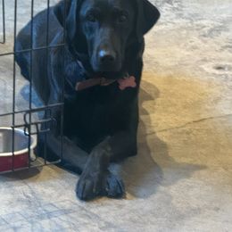 Maggie - Labrador Retriever