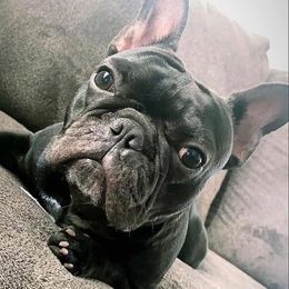 French Bulldogs from RnR's French Bulldogs