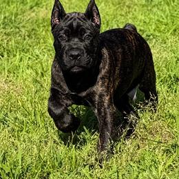 Dark Brown - Black brindle male Cane Corso puppy in Paris, Texas from Knucklehead Cane Corso
