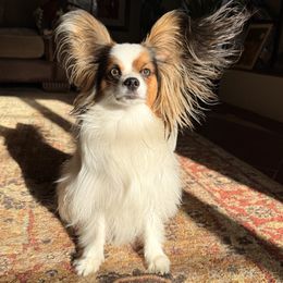 Papillon All Grown Up from PapillonPups