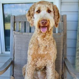 Millie - Goldendoodle