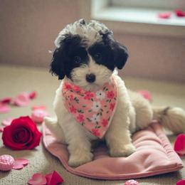 Callie Girl - Black and white female Bernedoodle puppy in Gainesville, Florida from Alyssa Xxweetdoodles