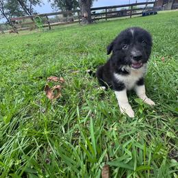 Han - Black and white male Border Collie puppy in Winnsboro, Texas from Pecan Grove Pups