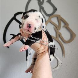 Red Collar - Harlequin female Great Dane puppy in Alton, Illinois from Show Me Great Danes and Basset Hounds