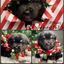 (2) Little James 1623 - Black tri-color male Australian Shepherd puppy in Huntington, Texas from JKKJ Farms