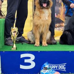 Jeyzzi - German Shepherd