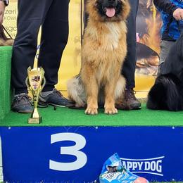 Jeyzzi - German Shepherd