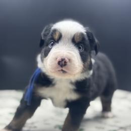 Orion - Black tri male Miniature Australian Shepherd puppy in Ellendale, North Dakota from Ark Acres Kennels