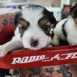 Boy 1 - Parti male Yorkshire Terrier puppy in Tacoma, Washington from Anks Toys Yorkshire terriers