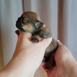 Penelope (Honey Sable Teddy) - Sable female Shih Tzu puppy in Jacksonville, North Carolina from Charming Southern Shih Tzu