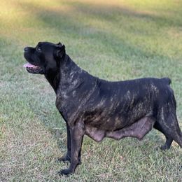Memphis  - Cane Corso