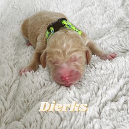 Boy 5 - Goldendoodle puppy in Parkersburg, West Virginia from Moore Pups the Merrier