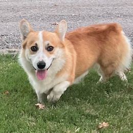 Yogi - Pembroke Welsh Corgi