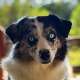 Cassie - Miniature Australian Shepherd