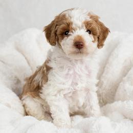 Chai - Parti female Poodle puppy in Ephrata, Pennsylvania from Ella’s Cottage Poodles