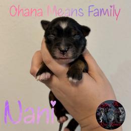 Nani - Black tri female Miniature Australian Shepherd puppy in Brenham, Texas from Stone N Rose Kennels
