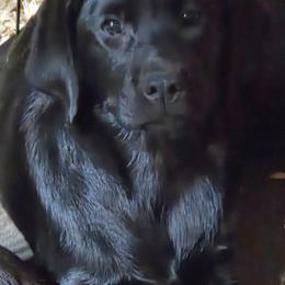 Black Girl 1 - Black female Labrador Retriever puppy in Andrews, South Carolina from Leyland Cypress Retrievers