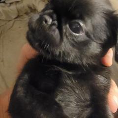 Boy 1 - male Brussels Griffon puppy in Pensacola, Florida from Fretwell's Fabulous Griffons
