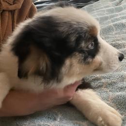 Dexter - Blue merle male Miniature Australian Shepherd puppy in Oroville, California from Puppy Love Ranch Mini Aussies