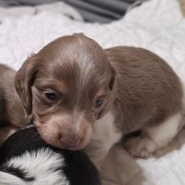 Bowe - Piebald female Dachshund puppy in Mobile, Alabama from Ruff Patch Doxie Den