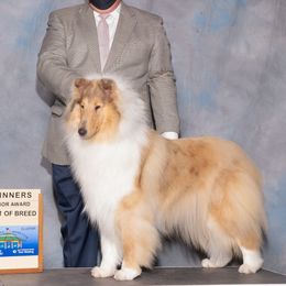 Cutie - Collie