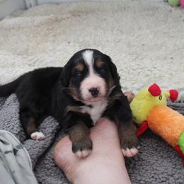 Bernese Mountain Dog Puppies from Baby Bear Bernese Kennel