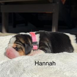 Hannah - Black white and tan female Beagle puppy in Mansfield, Missouri from Rippee Creek Kennel