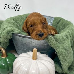 Wolfy - Red  male Goldendoodle puppy in State Road, North Carolina from Must Love Doodles