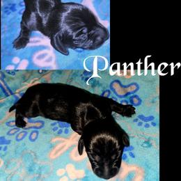 Panther - Black male Dachshund puppy in Malabar, Florida from Dicrocco's Doxies