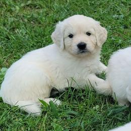 Mr. Purple - Light golden male Golden Retriever puppy in Campton, Kentucky from ElkRidge Goldens