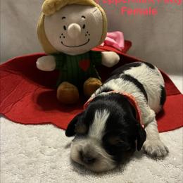 Peppermint Patty - Tri-Roan female English Springer Spaniel puppy in Hudson, Michigan from Picky’s Puppies