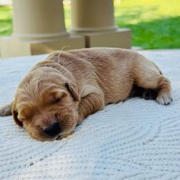 Athena - Light golden female Golden Retriever puppy in Santa Ana, California from American Golden Retrievers