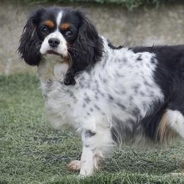 Cavalier King Charles Spaniels and Cocker Spaniels from Country View Puppies