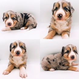 Blue Merle male - Blue merle male Miniature Australian Shepherd puppy in Brooker, Florida from Honey, I Shrunk the Aussies